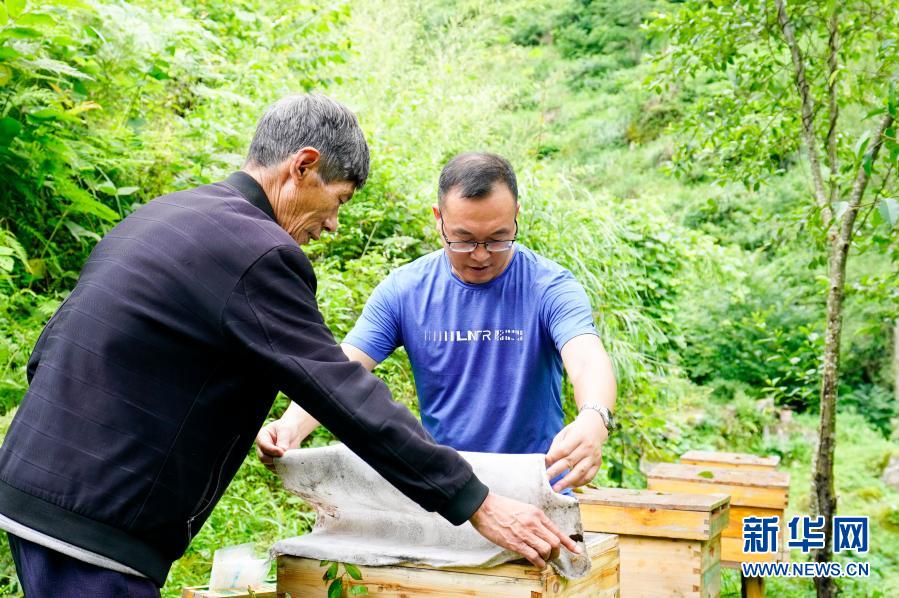 2020年7月7日，中益乡华溪村驻村第一副书记罗风华（右）查看贫困户谭登周养殖的中华蜜蜂蜂蜜生产情况。新华社记者 刘潺 摄