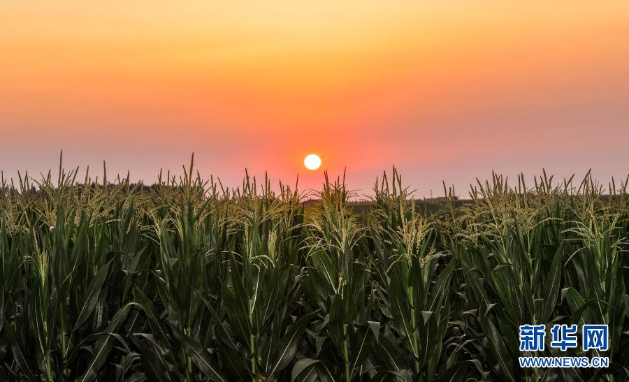 这是2020年7月23日拍摄的吉林省梨树县国家百万亩绿色食品原料（玉米）标准化生产基地核心示范区。新华社记者 许畅 摄